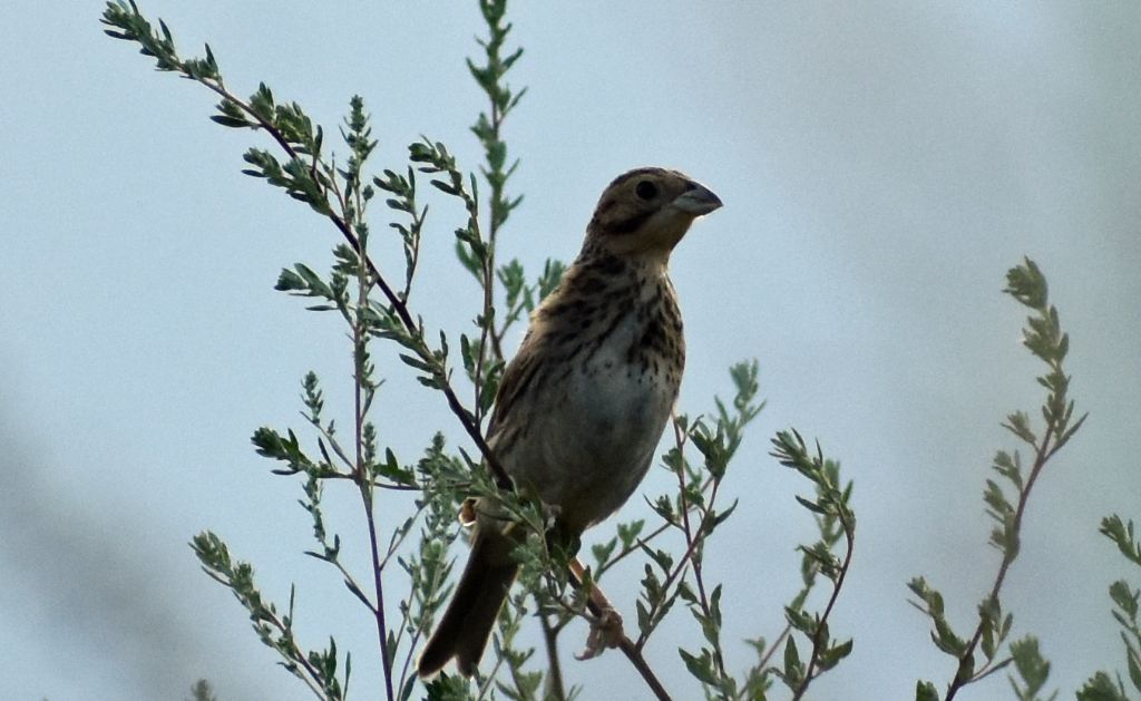 Strillozzo (Emberiza calandra) ?  S !